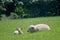 Sheep and lambs in field, Abbotsbury