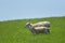 Sheep and lambs in field, Abbotsbury