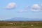 Sheep lambs in field, view to distant mountain