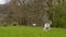 Sheep with lambs in field, widescreen