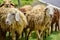 Sheep and lambs in flock of some unknown Livestock farm in close encounter looking with a curious and inquisitive eyes