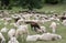 Sheep with lambs and goatskins in the meadow