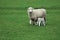 Sheep and lambs on the grass