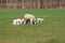 Sheep and lambs grazing