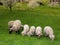 Sheep with lambs grazing in backyard