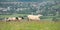 Sheep  and lambs grazing on farmland in the South Downs National Park near Ditchling Beacon in East Sussex UK.