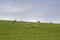 Sheep and Lambs Grazing on Hillside, Barossa Valley, South Australia