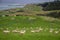 Sheep and lambs grazing on picturesque landscape in New Zealand