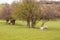 Sheep and lambs grazing in the springtime meadow.