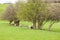 Sheep and lambs grazing in the springtime meadow.