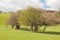 Sheep and lambs grazing in the springtime meadow.