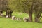 Sheep and lambs grazing in the springtime meadow.