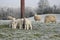 Sheep and lambs grazing in winter