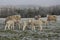 Sheep and lambs grazing in winter