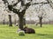 Sheep and lambs in green grass under blossoming cherry trees in spring orchard near utrecht in holland