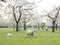 Sheep and lambs in green grass under blossoming cherry trees in spring orchard near utrecht in holland