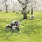 Sheep and lambs in green grass under blossoming cherry trees in spring orchard near utrecht in holland