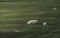 Sheep and lambs on green pasture on Sylt island in the morning