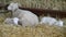 Sheep and lambs in the hay