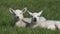 Sheep and lambs laying in the sun in a field Ireland