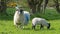 Sheep and lambs laying in the sun in a field Ireland