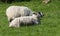 Sheep and lambs laying in the sun in a field Ireland