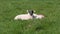 Sheep and lambs laying in the sun in a field Ireland