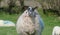 Sheep and lambs laying in the sun in a field Ireland