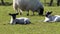 Sheep and lambs laying in the sun field in Ireland