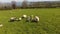 Sheep and lambs laying in the sun field in Ireland