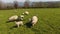 Sheep and lambs laying in the sun field in Ireland