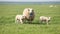 Sheep with lambs looking at the camera