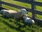 Sheep with lambs resting on a pasture on a polder in the northern Netherlands