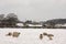 Sheep and lambs in the snow