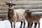 Sheep with lambs in the snowfall. Winter, little lambs with a sheep near the wooden house.