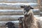 Sheep with lambs in the snowfall. Winter, little lambs with a sheep near the wooden house.