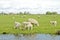 Sheep and lambs in springtime
