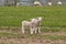 Sheep and lambs, Sussex, England