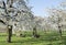 Sheep and lambs under blossoming cherry trees in holland near utrecht under blue sky