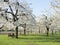 Sheep and lambs under blossoming cherry trees in holland near utrecht under blue sky