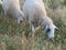 Sheep lambs wool animal milk natural meat food farm