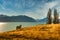 This sheep with large curly horns loved having his portrait taken on the shores of Lake Tekapo