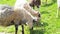 Sheep with large twisted horns walking in mountains on a sunny day.