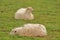 Sheep latxas resting in the Baztan valley