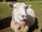 Sheep laughing with its tongue out