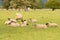 Sheep lay down on green glass, New Zealand