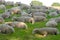 Sheep laying in grass meadow