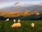 Sheep in lazkaomendi with the Sierra de Aralar and Mount Txindoki in the background, Euskadi