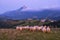 Sheep in lazkaomendi with the Sierra de Aralar and Mount Txindoki in the background, Euskadi