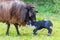 Sheep licks newborn black lamb with navel cord